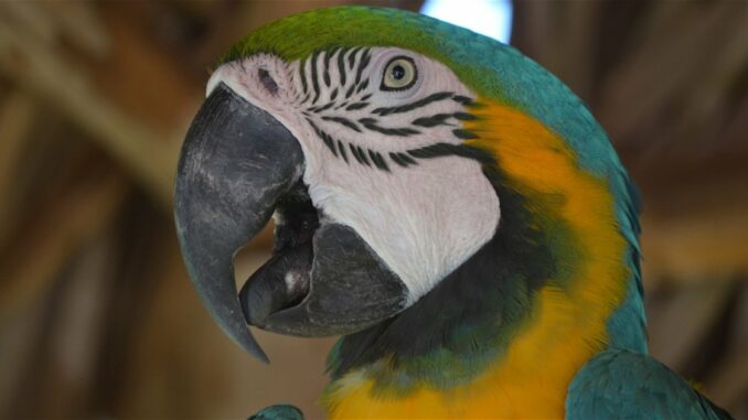 Qué animales pueden hablar cómo los humanos y dónde está el truco