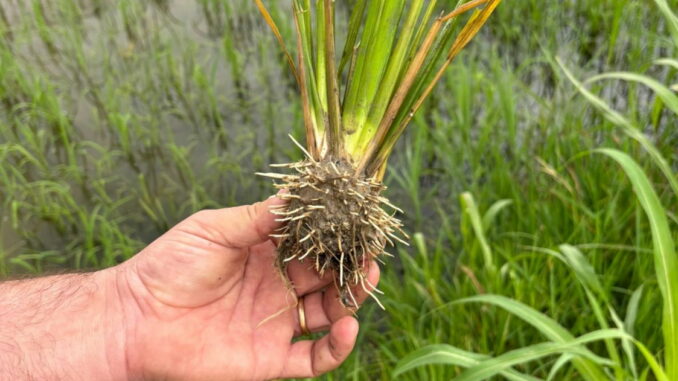Era el primer cultivo de arroz modificado, pero unas personas lo acaban de destrozar