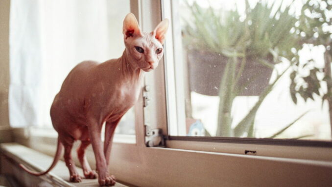 Por qué los gatos sin pelo causan más alergia que los gatos con pelo: hay una curiosa explicación detrás