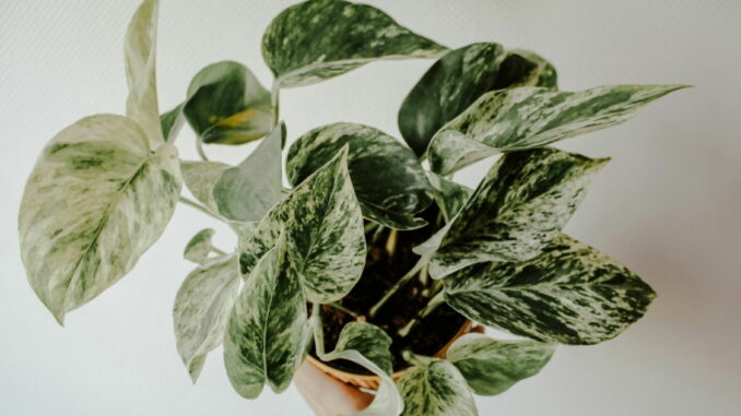 El truco para regar tus plantas a distancia este verano. Solo necesitas tijeras, cuerda y una botella