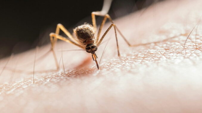 Los mosquitos odian su olor. Si usas este tipo de jabón podrás decirle adiós a sus picaduras