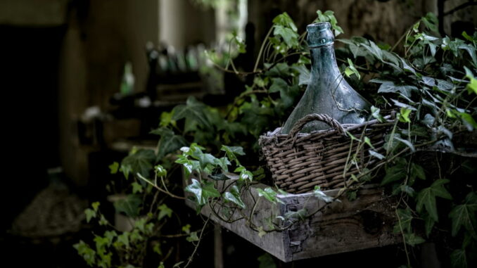 Crecen rápido, necesitan pocos cuidados y es una planta perfecta para decorar este otoño