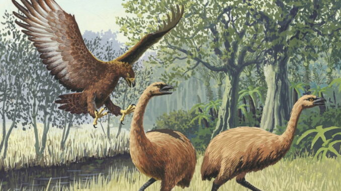 Parecían grandes monstruos prehistóricos y desaparecieron por nuestra culpa: así eran las moas