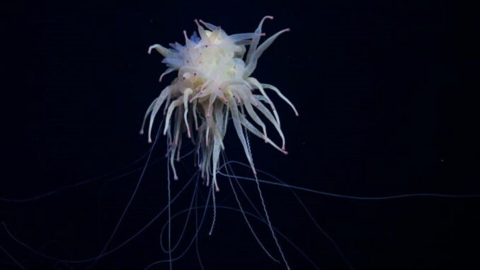 Una expedición encuentra 20 especies que podrían ser todas nuevas. Hay una que parece un plato de espaguetis