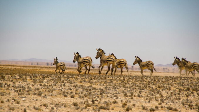 La sequía en este país africano ha llevado a medidas extremas para los animales: se va a permitir su caza