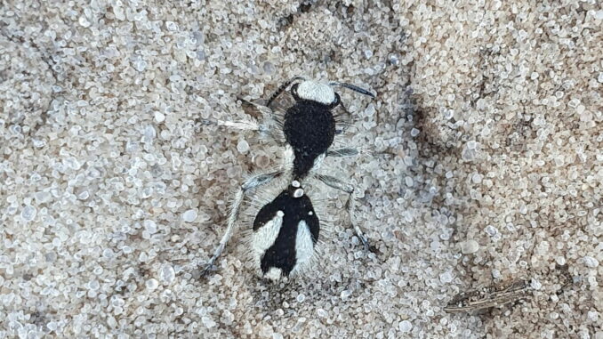 Este insecto es de un color tan negro que es capaz de absorber casi toda la luz visible