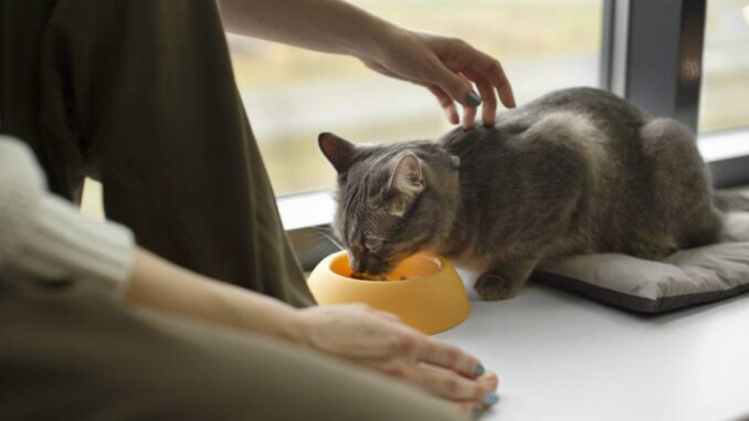 El nuevo motivo por el que no debería dar la dieta BARF a tu mascota