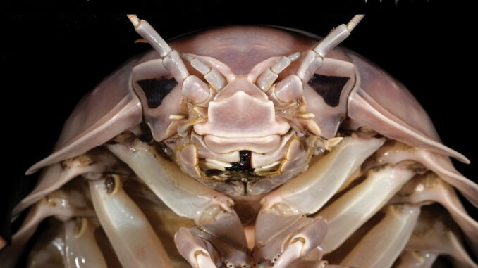 Darth Vader es el apodo de una nueva especie de chinche. Procede del mar y tiene el escalofriante tamaño de un bulldog