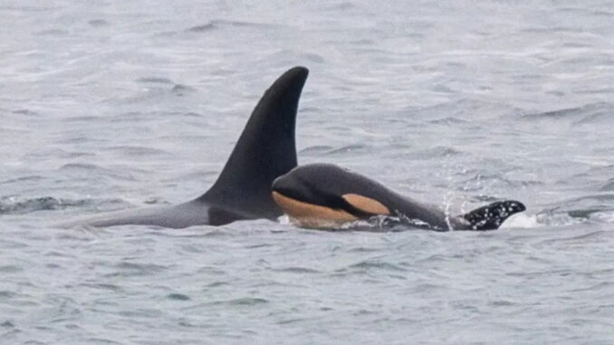 Así es el triste y descorazonador viaje de la orca Tahlequah: transporta consigo durante días a su cría fallecida
