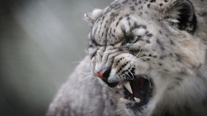 Descubren un fósil que acaba de cambiar la historia de este animal: hace un millón de años Portugal estaba plagada de leopardos